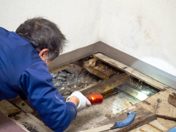 Attic Mold Removal in Minco, OK