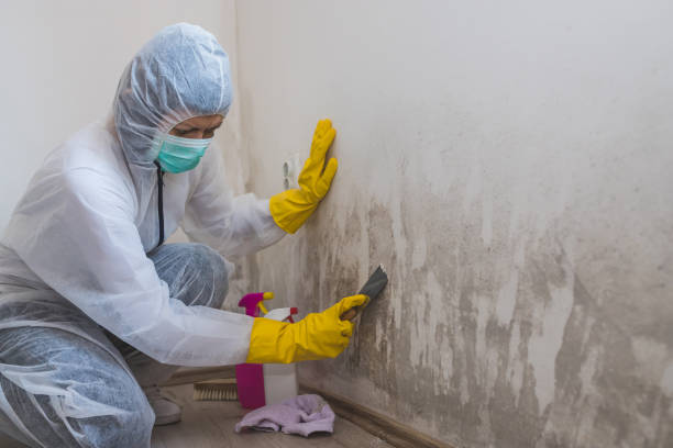 Mold Removal Process in Minco, OK