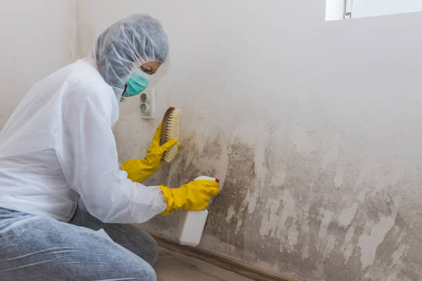 Best Mold Removal Specialists  in Minco, OK