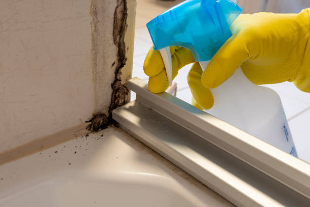 Best Commercial Mold Removal  in Minco, OK