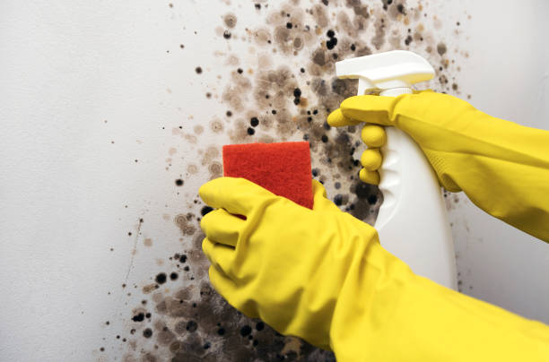 Best Mold Damage Repair  in Minco, OK